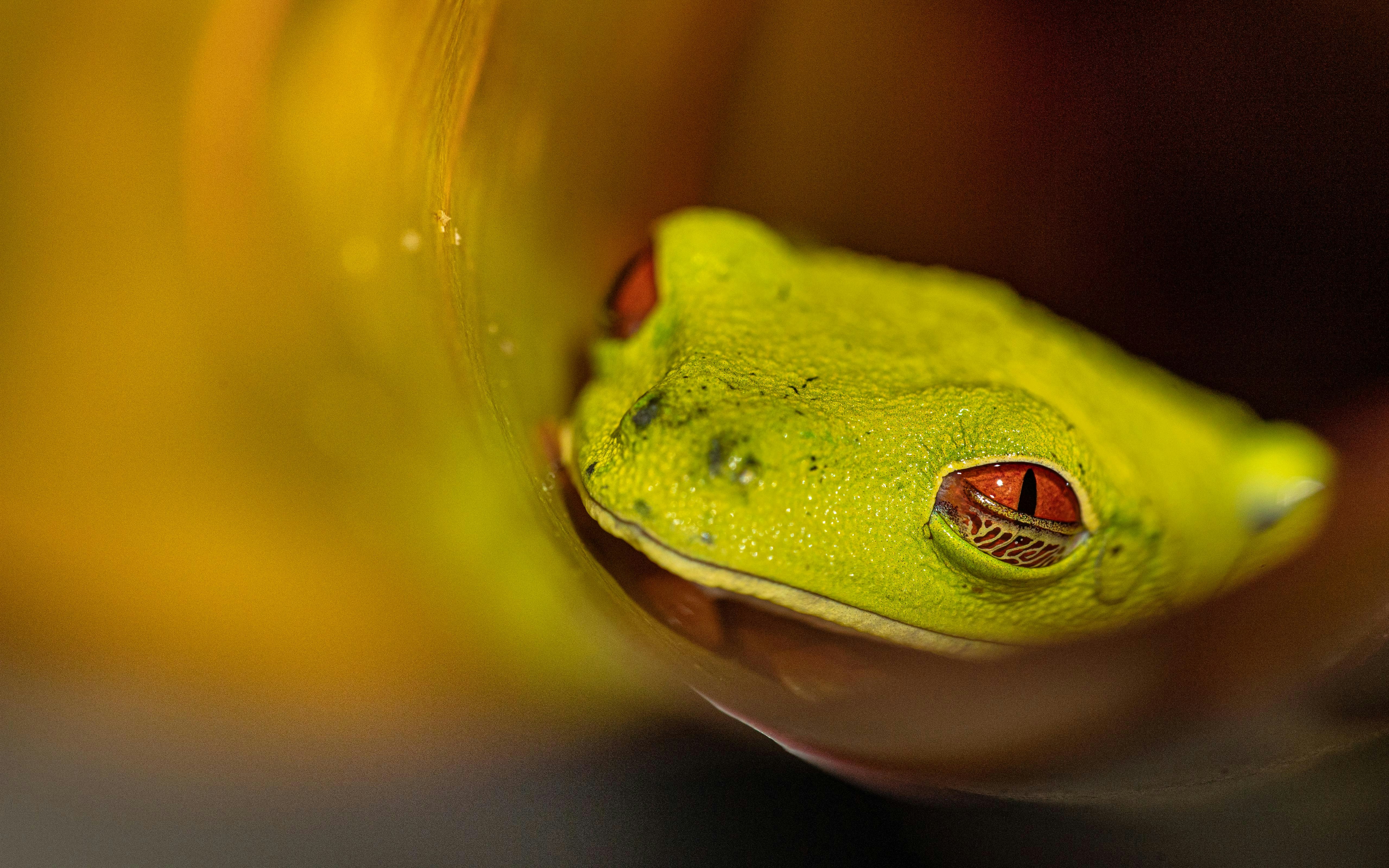 green frog in water in close up photography